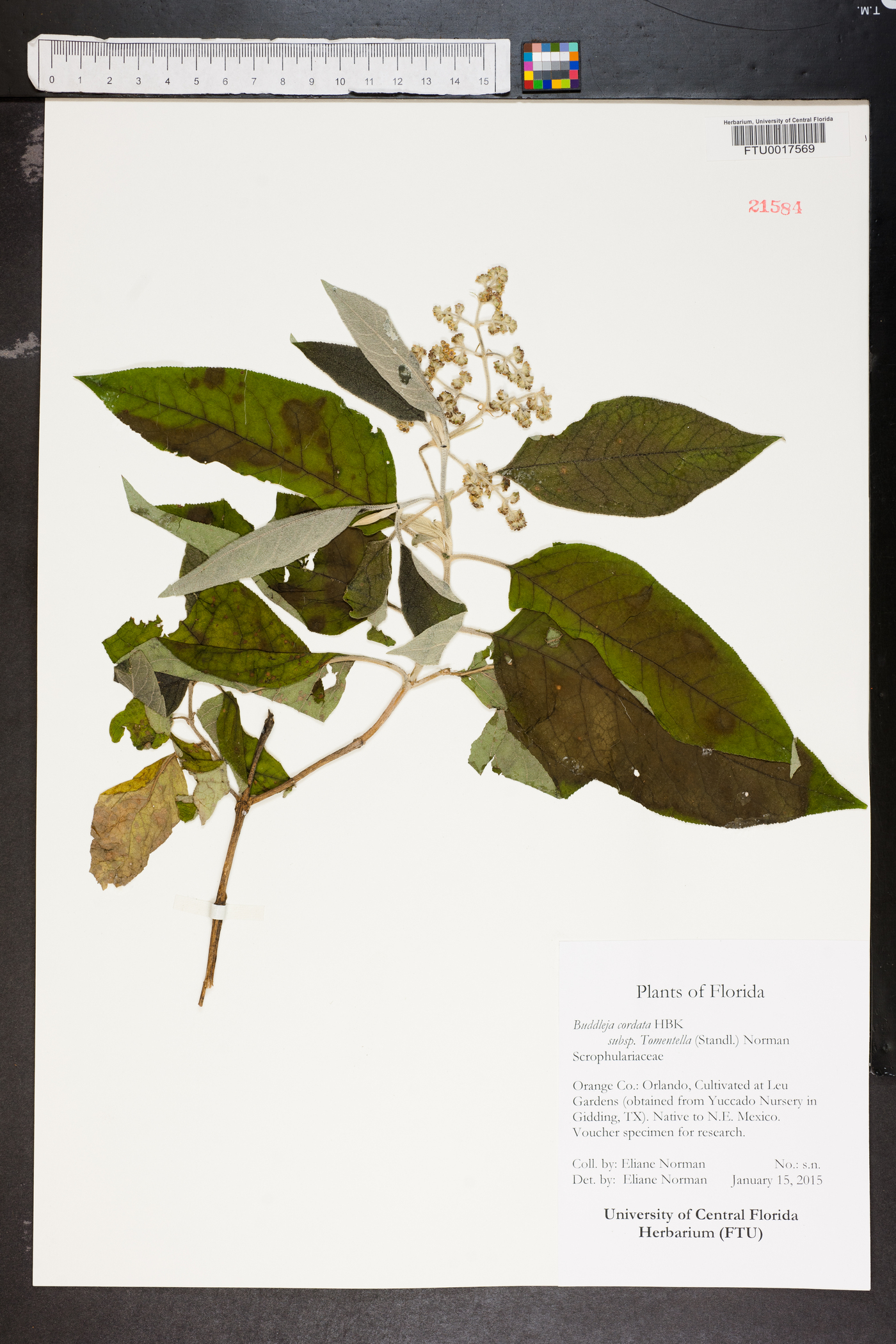 Buddleja cordata subsp. tomentella image