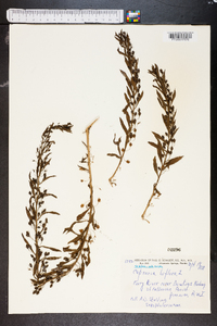 Capraria biflora image