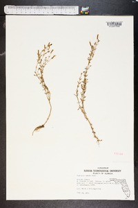 Gratiola ramosa image