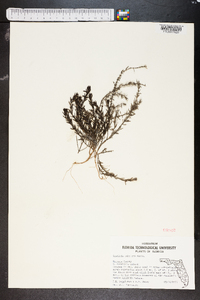 Gratiola subulata image