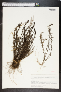 Gratiola subulata image