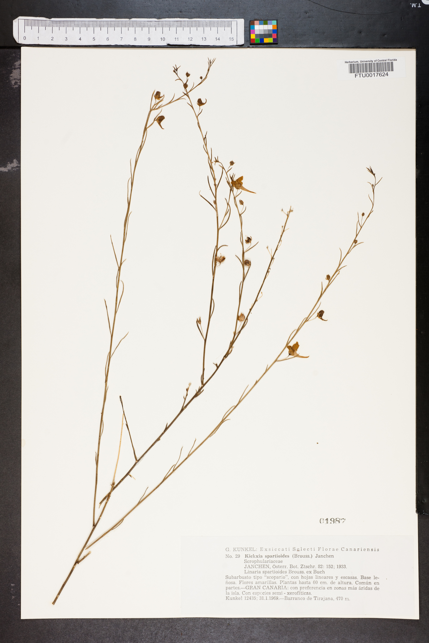 Kickxia spartioides image