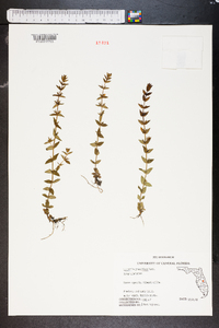 Lindernia grandiflora image