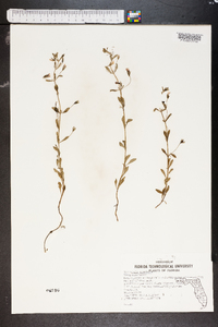 Mecardonia acuminata image