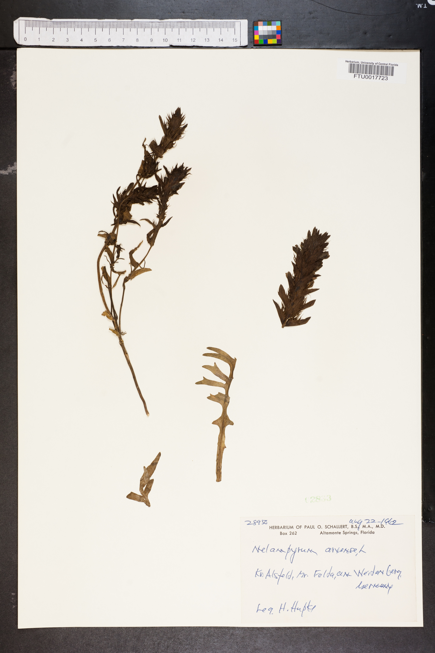 Melampyrum arvense image