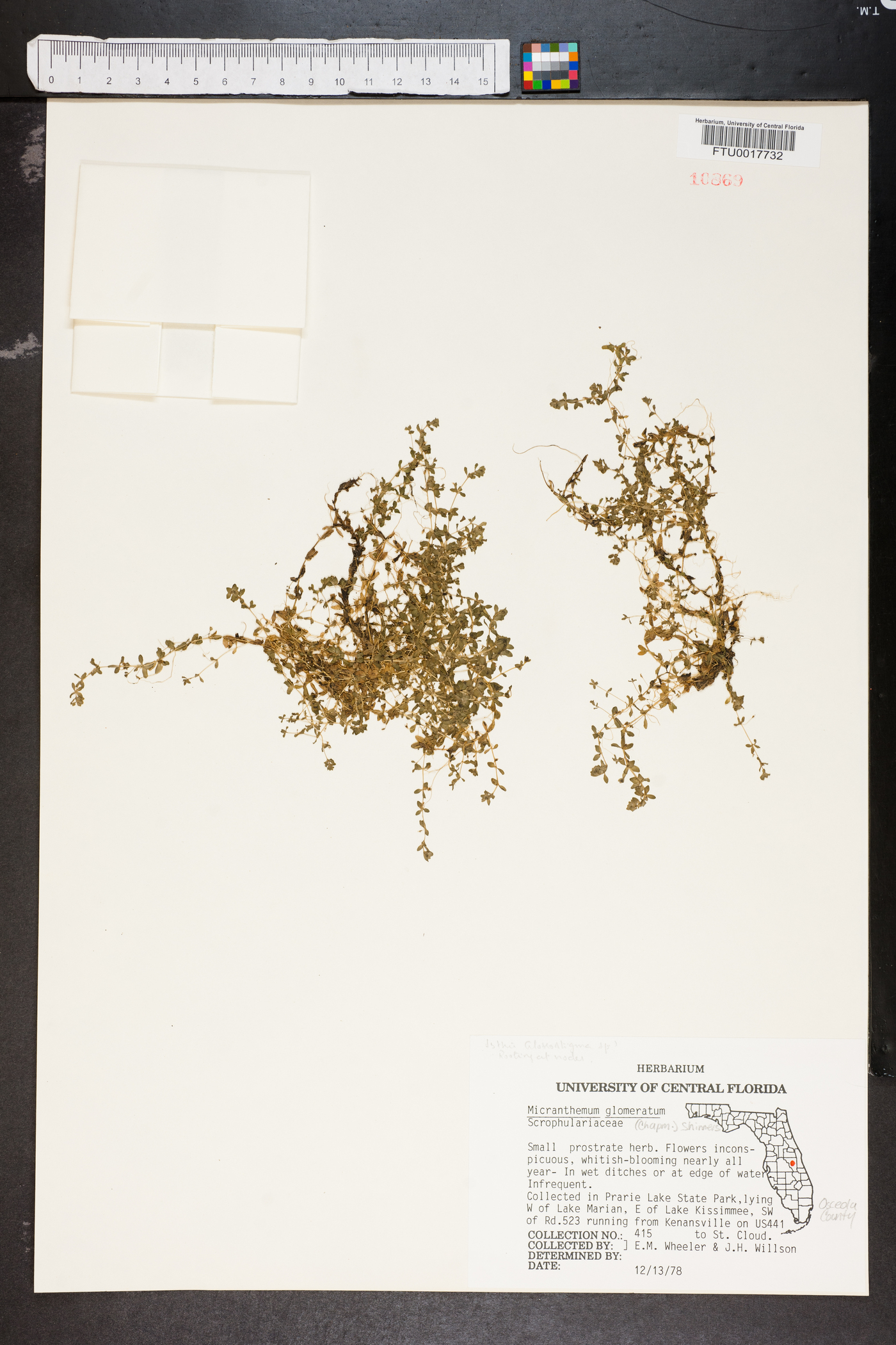 Micranthemum glomeratum image