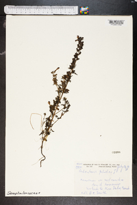 Pedicularis palustris image