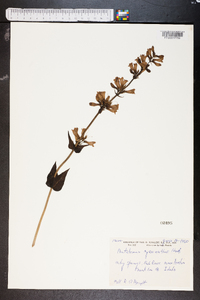 Penstemon cyananthus image