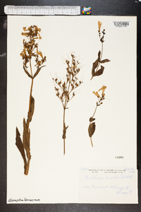 Penstemon hirsutus image