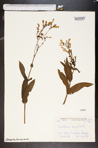 Penstemon laevigatus image