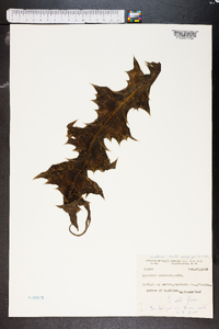 Acanthus montanus image
