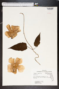 Thunbergia laurifolia image