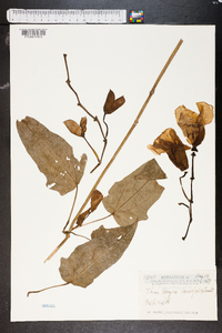 Thunbergia laurifolia image