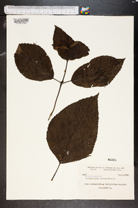 Scrophularia marilandica image