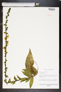 Verbascum virgatum image