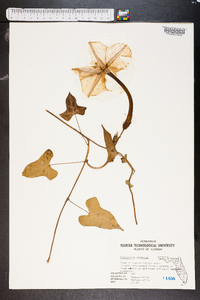 Ipomoea noctiflora image