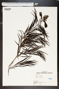 Chilopsis linearis image