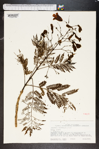 Jacaranda acutifolia image