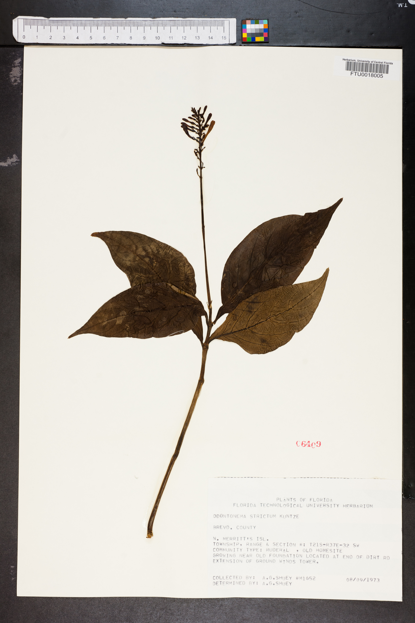 Odontonema strictum image