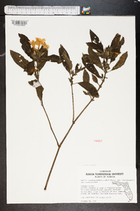 Ruellia caroliniensis image