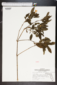 Ruellia caroliniensis image