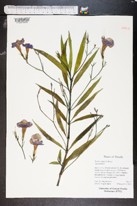 Ruellia caroliniensis image