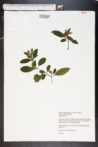 Ruellia caroliniensis image