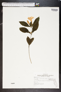 Ruellia caroliniensis image