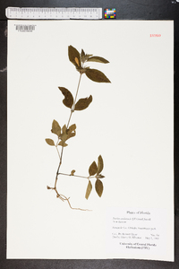 Ruellia caroliniensis image