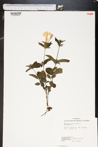 Ruellia caroliniensis image