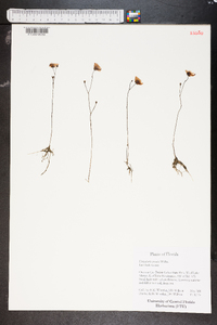 Utricularia cornuta image