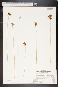 Utricularia cornuta image