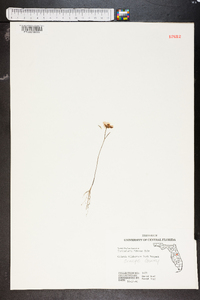 Utricularia gibba image