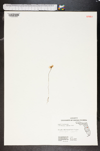 Utricularia gibba image