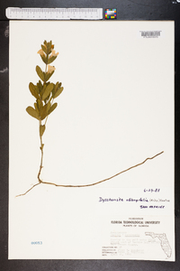 Dyschoriste oblongifolia image