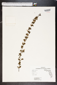 Dyschoriste oblongifolia image