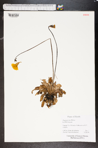 Pinguicula lutea image