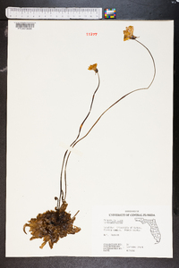 Pinguicula lutea image