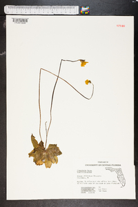 Pinguicula lutea image