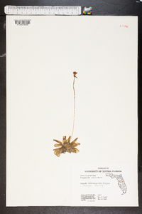 Pinguicula pumila image