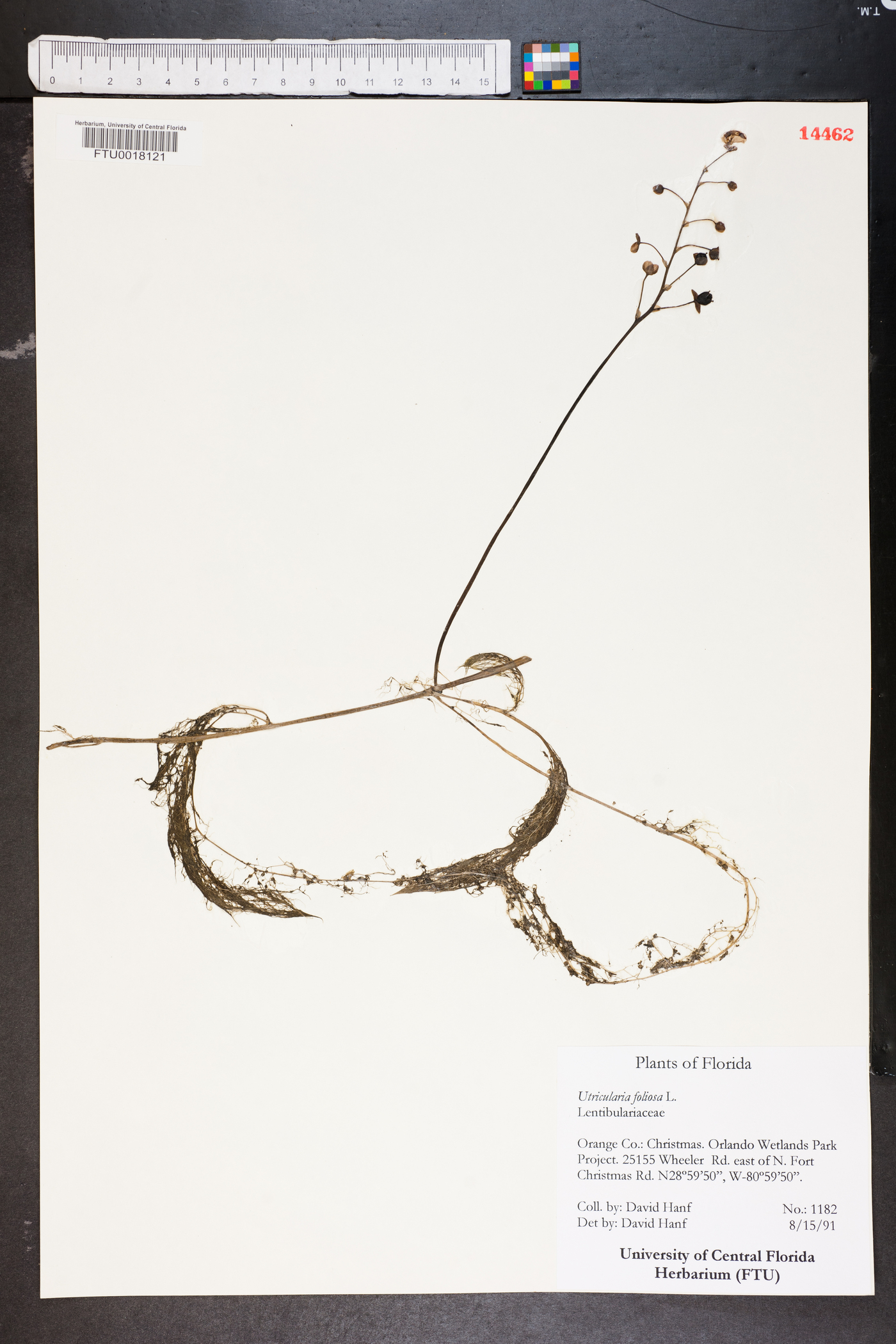Utricularia foliosa image
