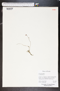 Utricularia gibba image