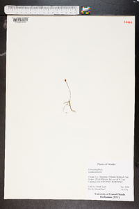 Utricularia gibba image