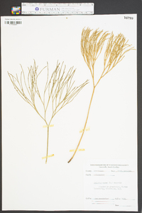 Psilotum nudum image