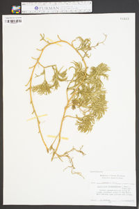 Lycopodium flabelliforme var. ambiguum image