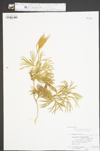 Lycopodium flabelliforme var. ambiguum image