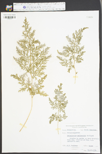 Selaginella pallescens image