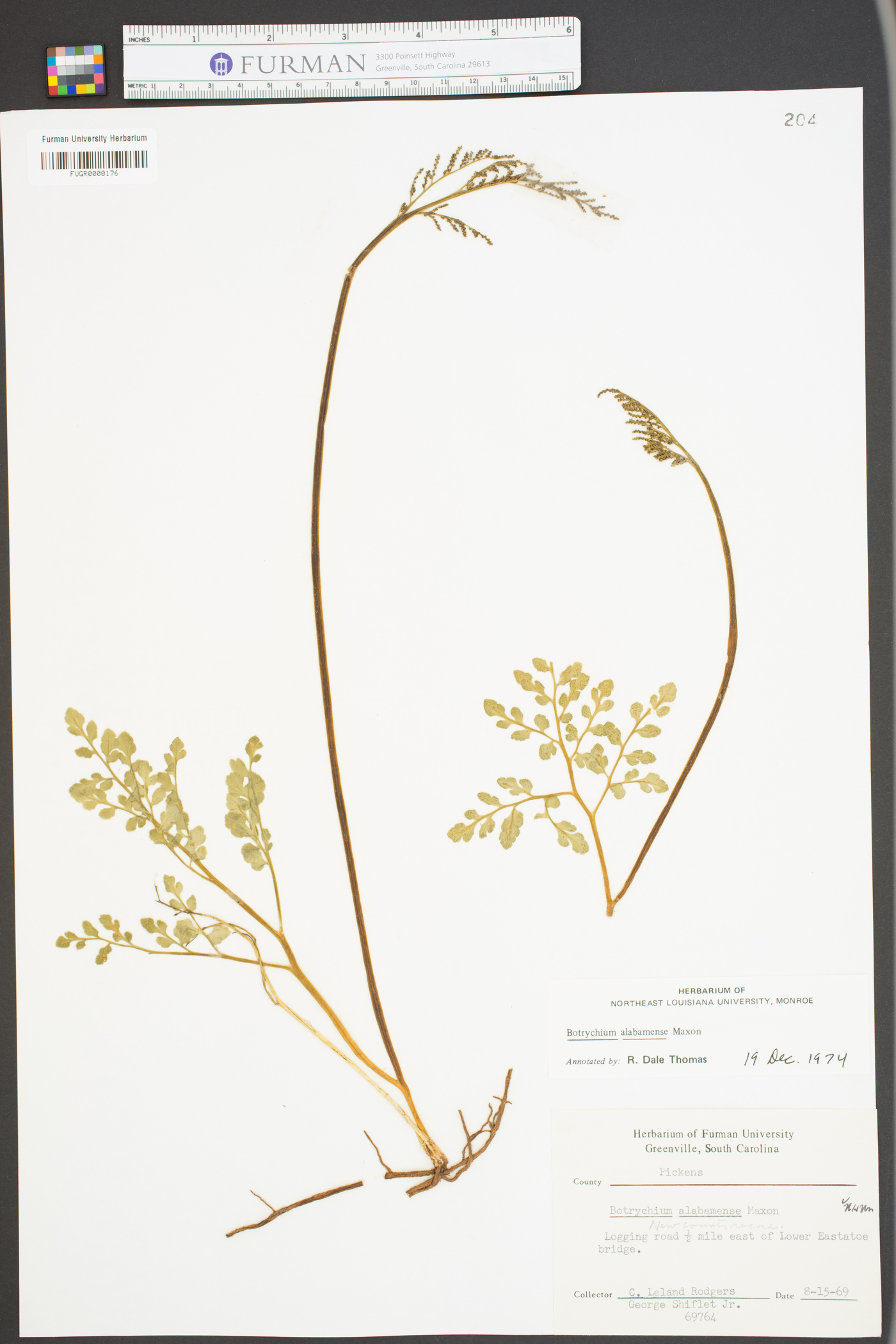 Botrychium alabamense image