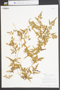 Lygodium japonicum image