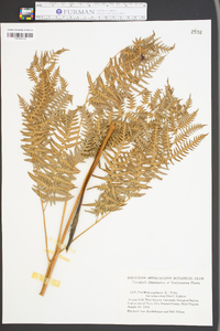 Pteridium aquilinum var. latiusculum image